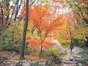 10 Tempat Terbaik Menikmati Musim Gugur Di Korea Selatan